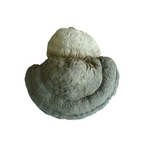 말굽버섯(잔주름버섯)